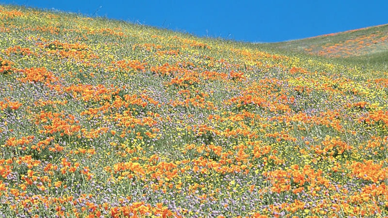 California Poppies and other Spring Wildflowers, Tehachapi Mountains, California